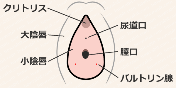 バルトリン腺の図解