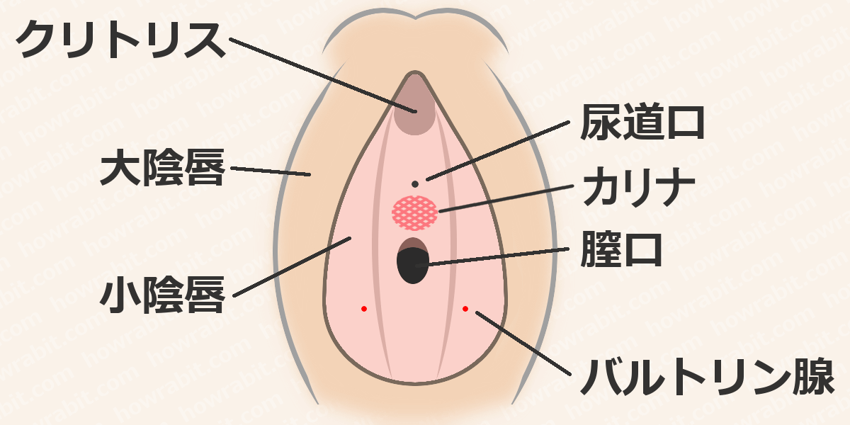 女性器の全体図